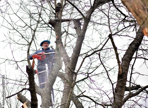 Obraz na płótnie A gardener on a high ladder prunes trees in the garden in autumn w salonie
