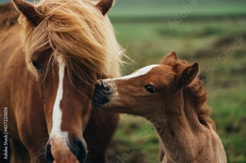 A wild baby horse is kissing his mother while standing in nature in the pasture.