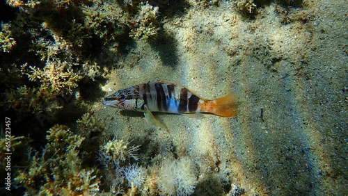 Painted comber (Serranus scriba) undersea, Aegean Sea, Greece, Halkidiki

 photo