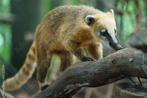 Brown nosed coati on branch photo