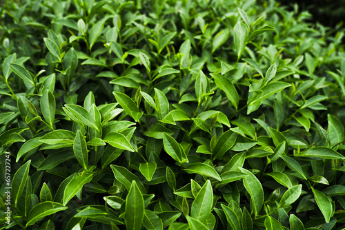 Green tea leaves in a tea plantation.