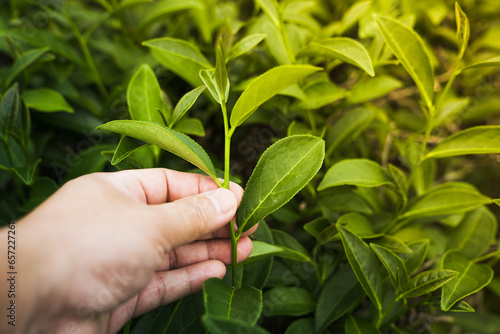 Close-up of a farmer's hand picking tea leaf, Tea plantation in the background.