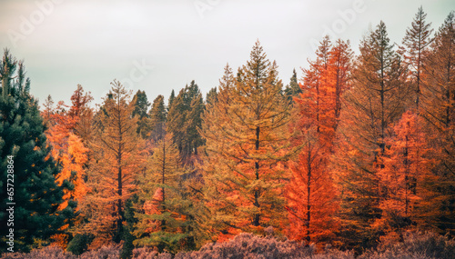 Pine trees on a moody fall landscape with red and orange colors © Austin