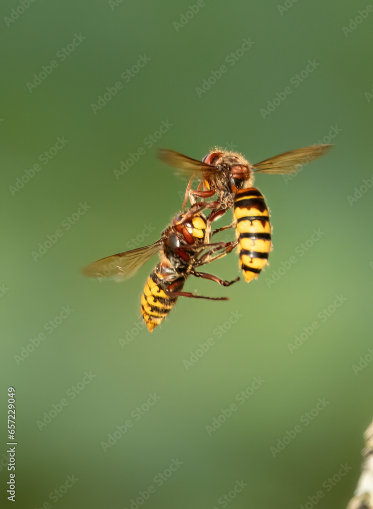 Europäische Hornissen (Vespa crabro) Begegnung Europäische Hornissen (Vespa crabro) Begegnung
