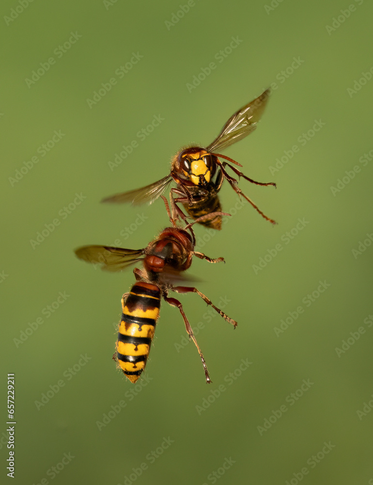 Europäische Hornissen (Vespa crabro) Begegnung Europäische Hornissen (Vespa crabro) Begegnung