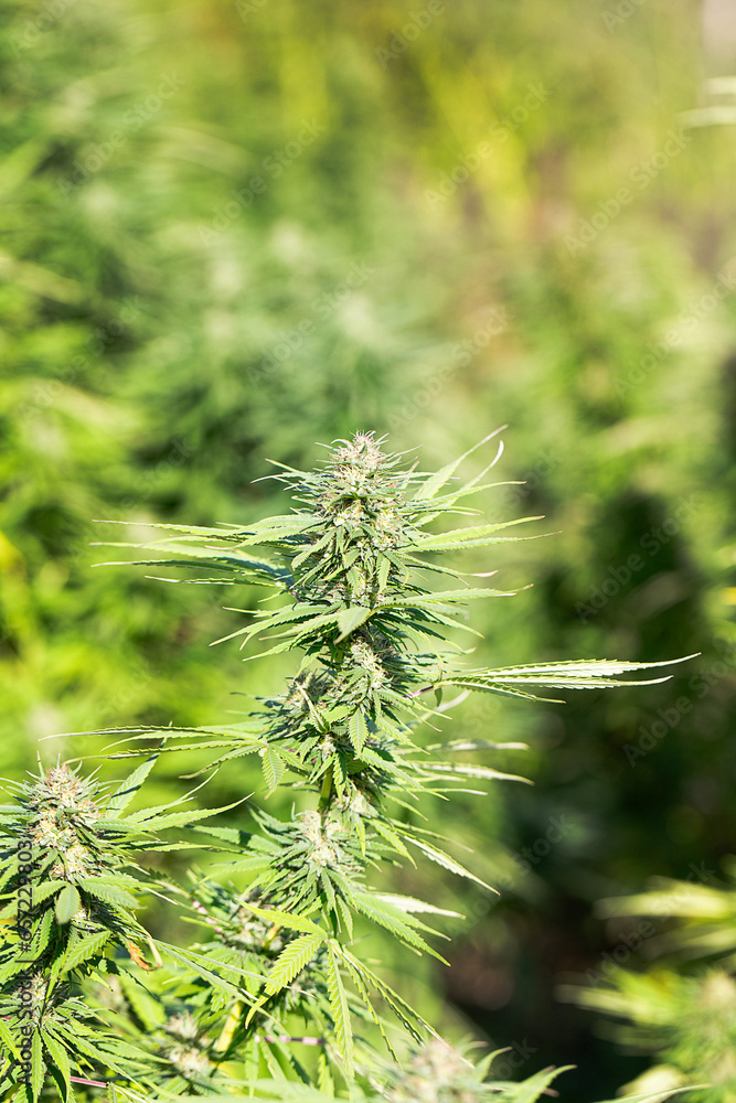 Mature Marijuana Plant With Bud And Leaves Texture Of Marijuana Plants Mature Marijuana Plant With Bud And Leaves Texture Of Marijuana Plants
