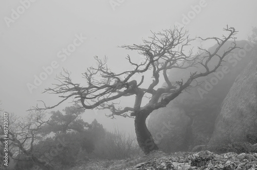 Canvastavla A leafless tree on a mountainside in the fog.