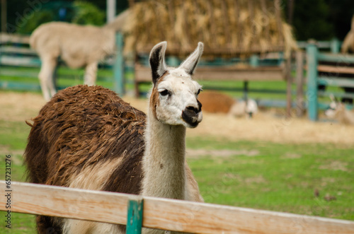 A wooled alpaca from a petting zoo photo