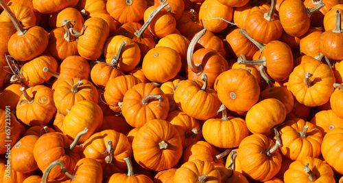 Sugar pumpkins are members of C. pepo, and can come in a variety of colors, but generally are smooth-ish, round, thin-skinned, and medium-sized.