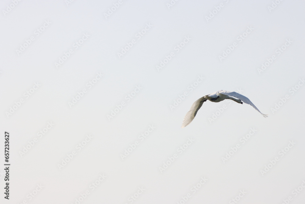 Obraz premium A beautiful animal portrait of a Little Egret in flight