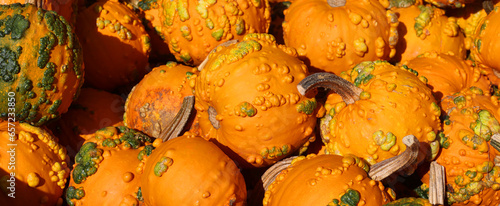 Warty Goblin pumpkin seed produces heavily warted pumpkins that are frighteningly cool! The round to tall pumpkins have an orange hard shell rind and green warts photo