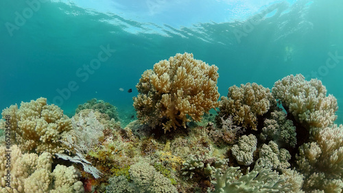 Coral reef underwater with fishes and marine life. Coral reef and tropical fish. © Alex Traveler