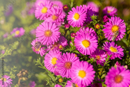 Pink Symphyotrichum flowers in a flowerbed. Plant for landscape design. Floral background.