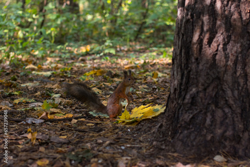 a squirrel near a tree eats nuts. Autumn fallen yellow foliage