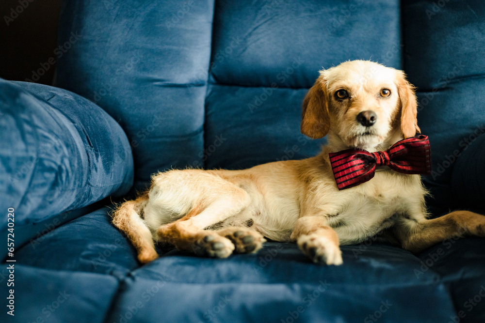 Obraz premium perro elegante con moño