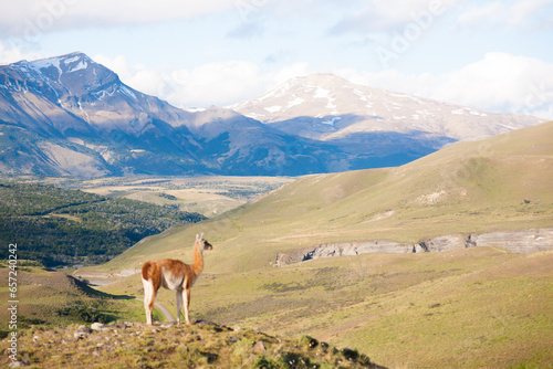 Guanaco from Torres del Paine National Park  Chile