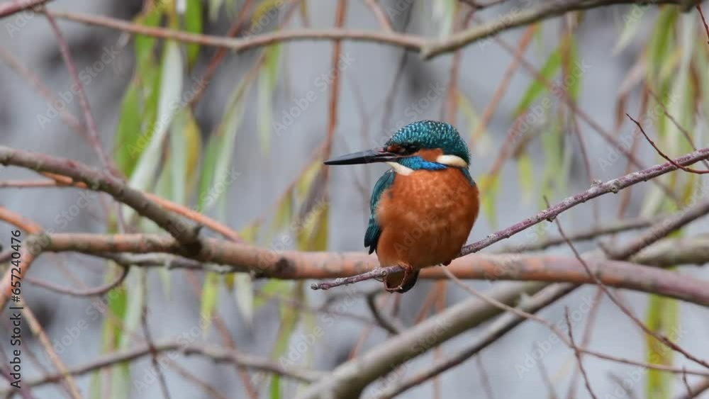 Der Eisvogel