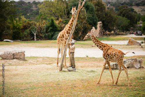 jirafas y safari