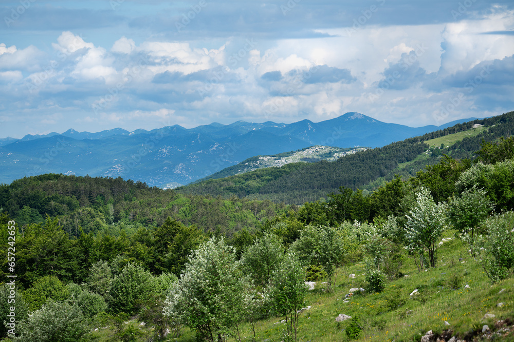 Mountain meadow in early summer in Croatian mountains.
