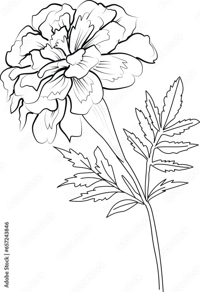 Obraz premium traditional marigold tattoo, black marigold tattoo, american traditional marigold tattoo, botanical marigold isolated on white background, marigold clip art printable coloring sheet