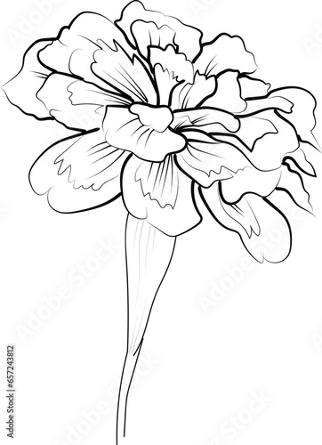 October birth flower tattoo designs, small October birth flower tattoo, hand-drawn marigold vector illustration, stock outline printable coloring sheet with marigold, topical marigold line art