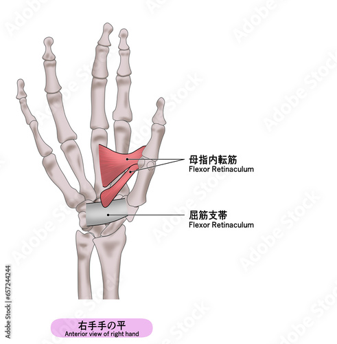 右手の平の筋肉のシンプルなイラスト photo
