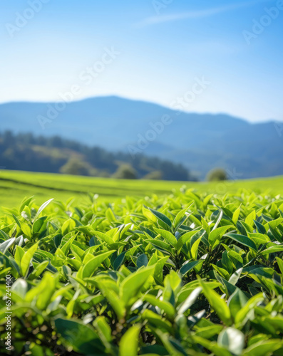 Green field of tea plantation under blue sky