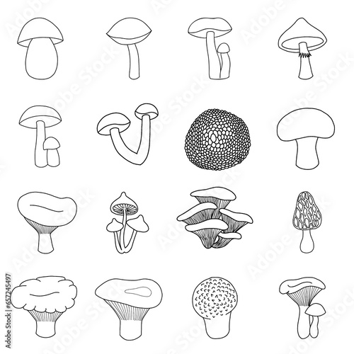 Set of edible mushrooms in doodle style. Porcini mushroom, boletus, chanterelle mushroom, camelina mushroom, russula, morel, truffle, milk mushroom, honey mushroom, champignon, puffball, moss mushroom