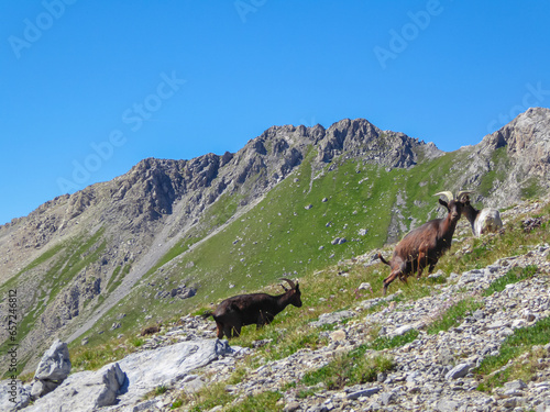 Herd of mountain goats with scenic view of mountain ranges of Chambeyron Massif near rifugio della Gardetta near the Italy French border in Maira valley in the Cottian Alps, Piedmont, Italy, Europe