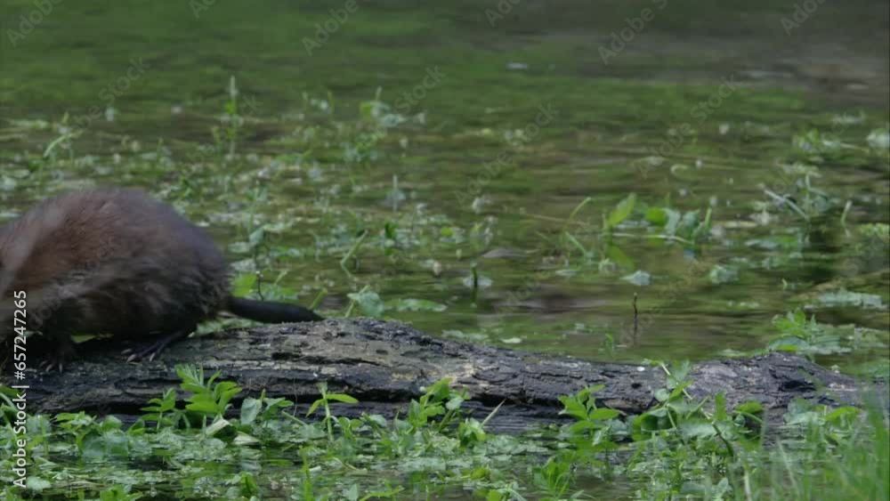muskrat on a tree trunk in the water muskrat on a tree trunk in the water