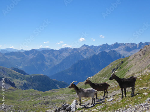 Herd of mountain goats with scenic view of mountain ranges of Chambeyron Massif near rifugio della Gardetta near the Italy French border in Maira valley in the Cottian Alps, Piedmont, Italy, Europe © Chris