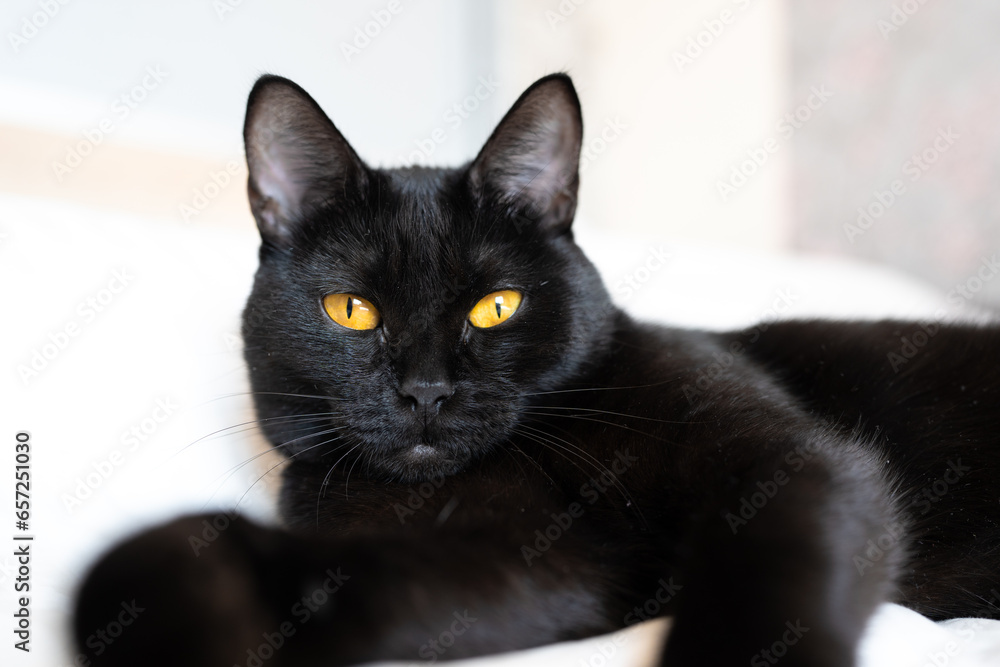 The black cat with yellow eyes lies on a sofa. Playful kitten lies on it's back. Affectionate cute kitty on white bed