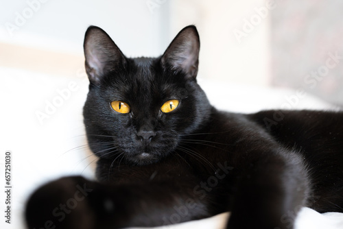 The black cat with yellow eyes lies on a sofa. Playful kitten lies on it's back. Affectionate cute kitty on white bed