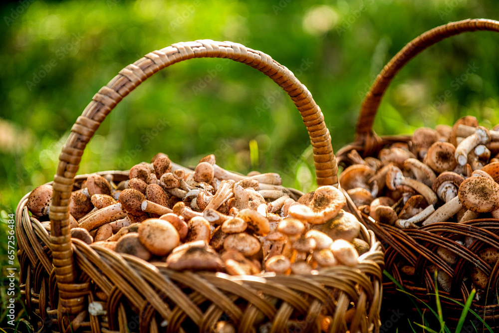 Wicker basket with mushrooms. Mushroom porcini in the forest. Mushrooms in the basket. Delicious freshly picked wild mushrooms from the local forest, mushroom in a wicker basket on a green grass Wicker basket with mushrooms. Mushroom porcini in the forest. Mushrooms in the basket. Delicious freshly picked wild mushrooms from the local forest, mushroom in a wicker basket on a green grass