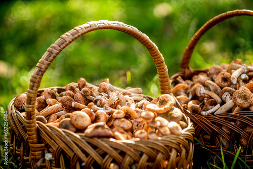 Wicker basket with mushrooms. Mushroom porcini in the forest. Mushrooms in the basket. Delicious freshly picked wild mushrooms from the local forest, mushroom in a wicker basket on a green grass