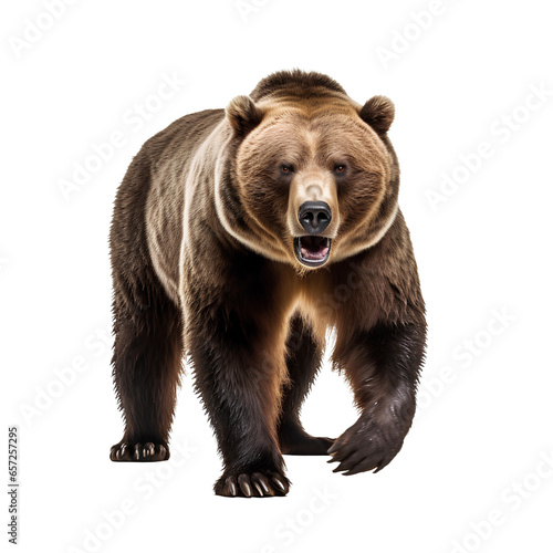 brown bear isolated on white © Stock Photo For You