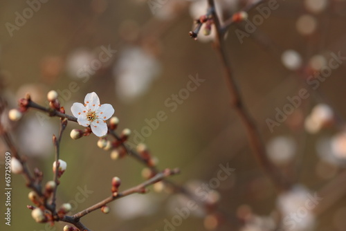 piccoli fiori bianchi in primavera nel bosco