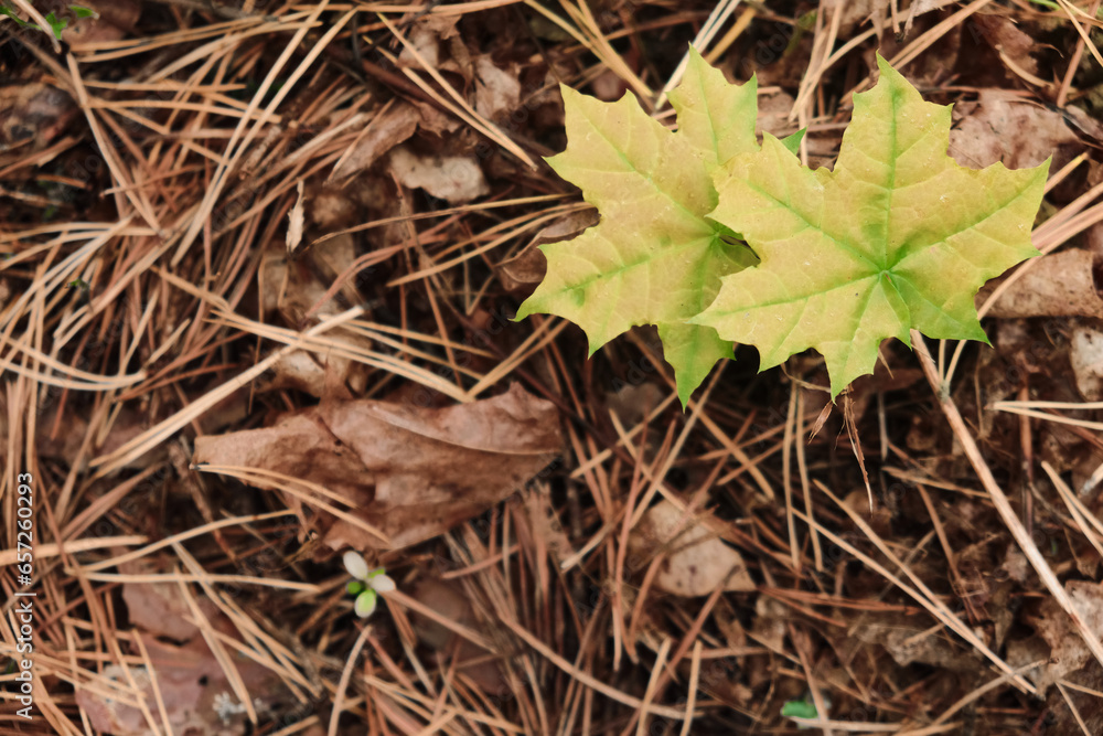 Young maple leaves in morning light Young maple leaves in morning light