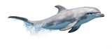Risso s dolphin scientifically known as Grampus griseus With copyspace for text