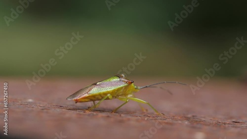 Hawthorn keel bug filmed with macro lens sitting on rusty plate photo