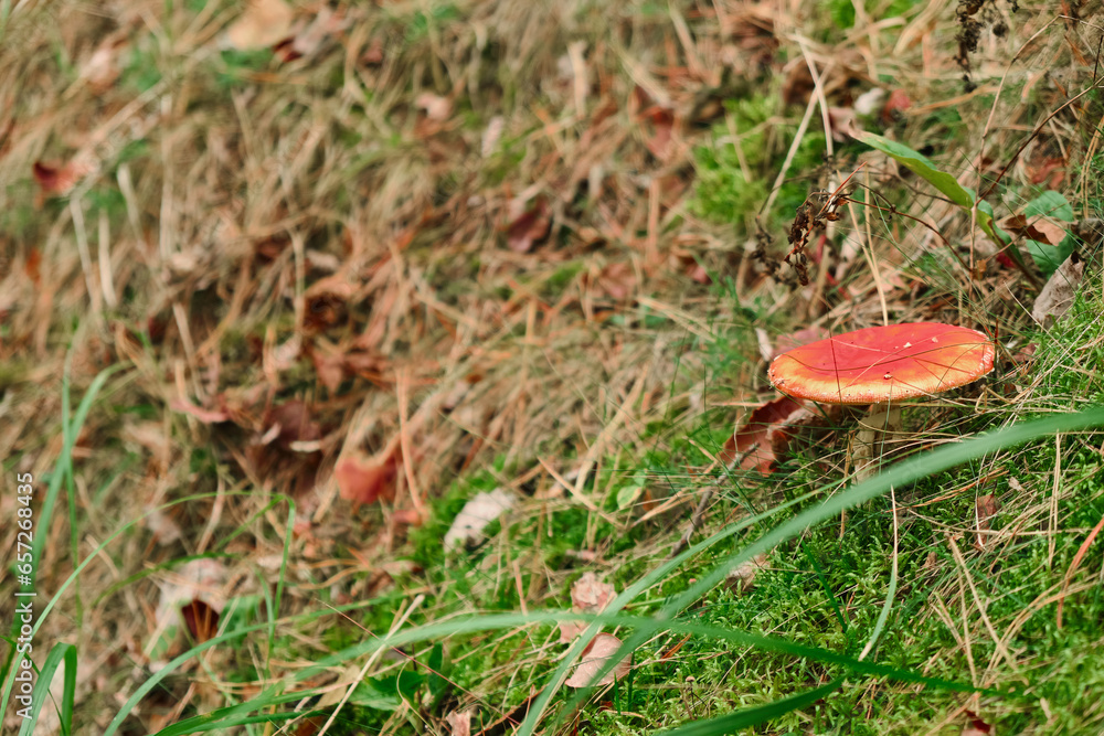 Red poisonous fly agaric in the forest. Fly agaric red. Close-up. Red poisonous fly agaric in the forest. Fly agaric red. Close-up.