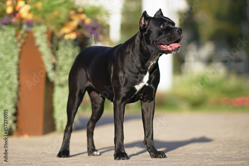 Beautiful shiny black Cane Corso dog with cropped ears and a docked tail posing outdoors standing on an asphalt in a city park in summer