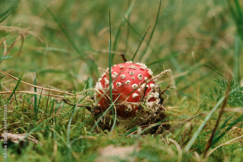 Red poisonous fly agaric in the forest. Fly agaric red. Close-up.