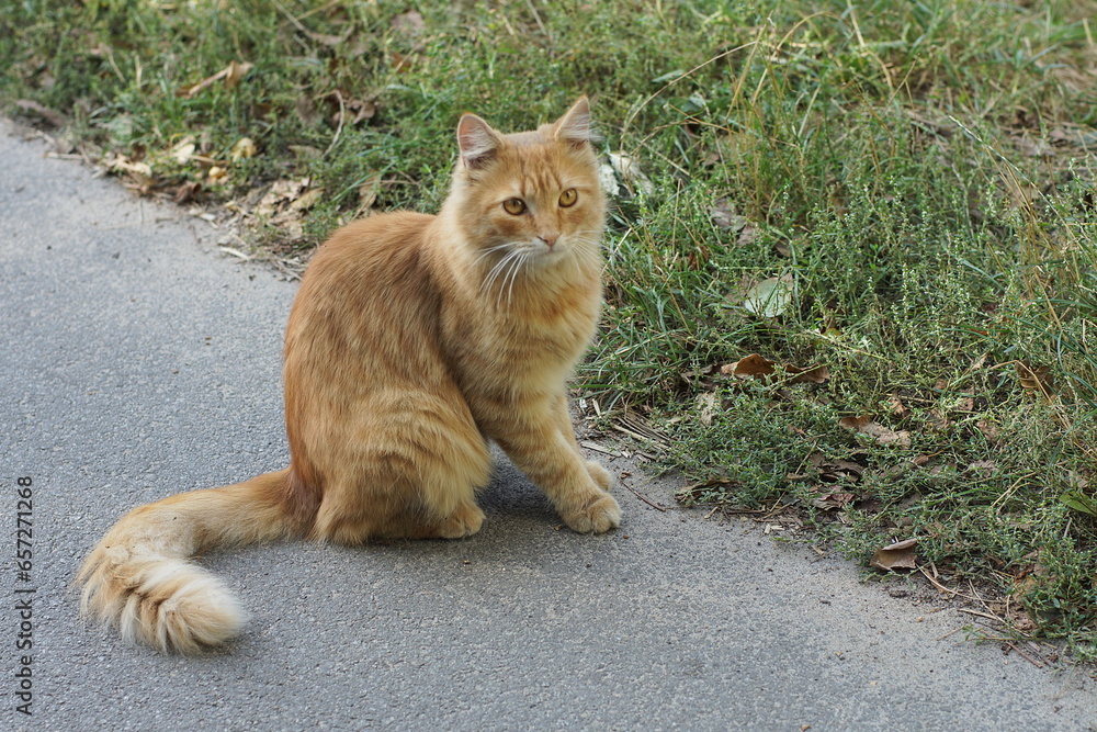 one big orange fluffy home beautiful on vacation young funny cat sitting and looking on the road near green grass on the street during the day one big orange fluffy home beautiful on vacation young funny cat sitting and looking on the road near green grass on the street during the day