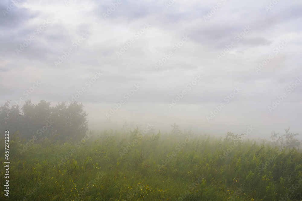 Fototapeta premium grass on the meadow on a foggy day. outdoor scenery of carpathian mountains in springtime. challenging weather conditions