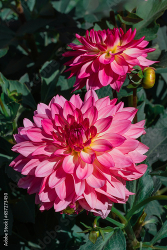 Pink dahlias blooming in botanical garden.