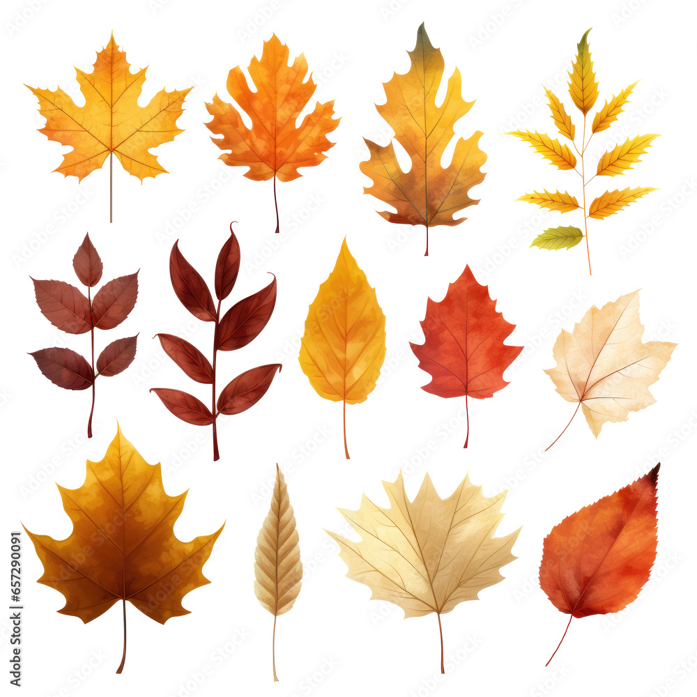 Set of autumn leaves abstract color on transparent background. Set of autumn leaves abstract color on transparent background.
