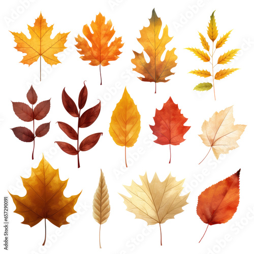 Set of autumn leaves abstract color on transparent background.
