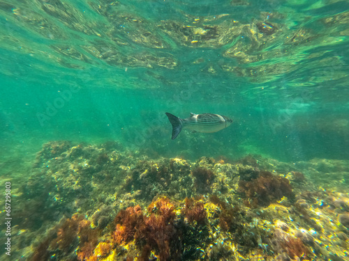 Underwater snorkeling in Las Rotas beach nature reserve in Denia Alicante Spain