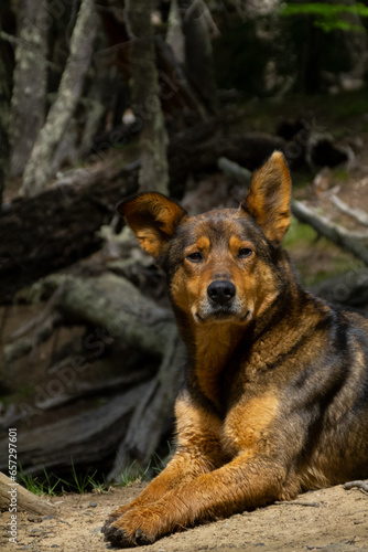 one brown male dog with imposing look with one drooping ear, lying elegantly with a serious expression, defocused forest background with trees, vertical cutout